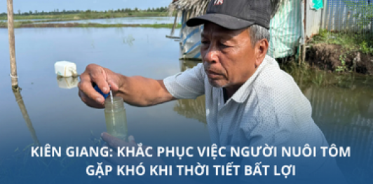 Kiên Giang: Khắc phục việc người nuôi tôm gặp khó khi thời tiết bất lợi